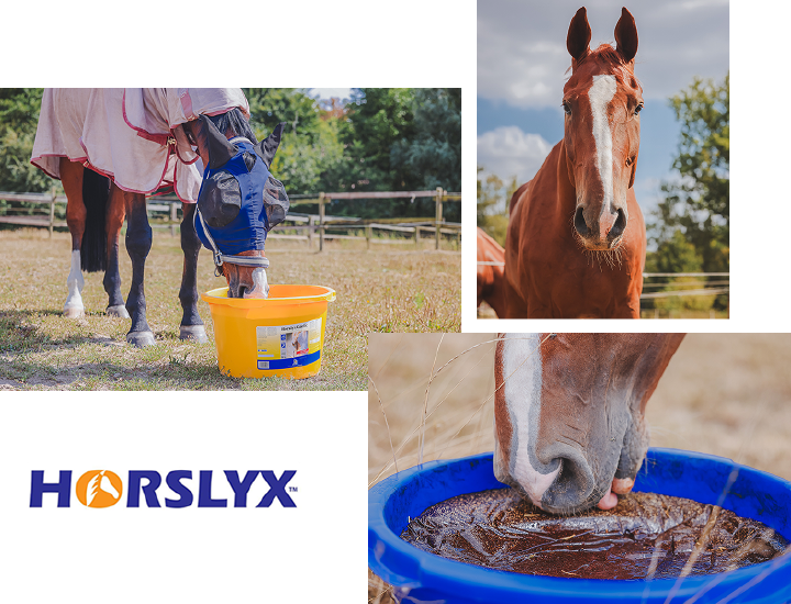 Horslyx trockene Weiden Horslyx trockene Weiden